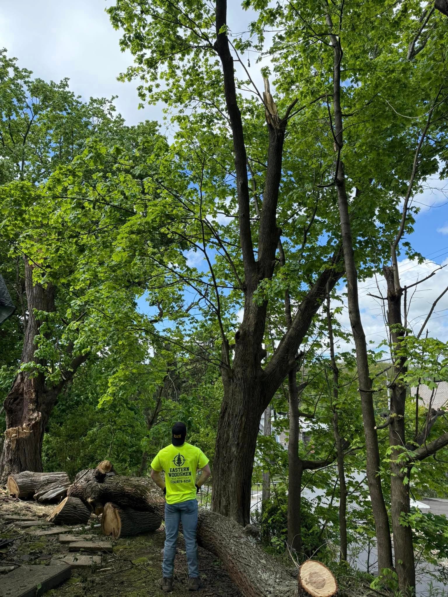 Crew member next to a large felled hardwood